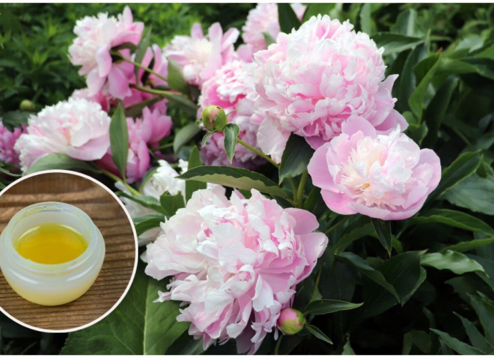 ��� ��������� ����� � �������� �����: ������� ����� � ���������