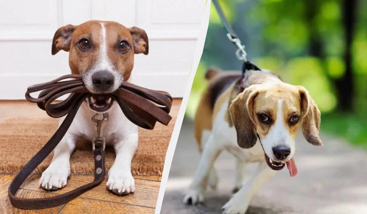 Как научить собаку идти спокойно рядом: простые советы