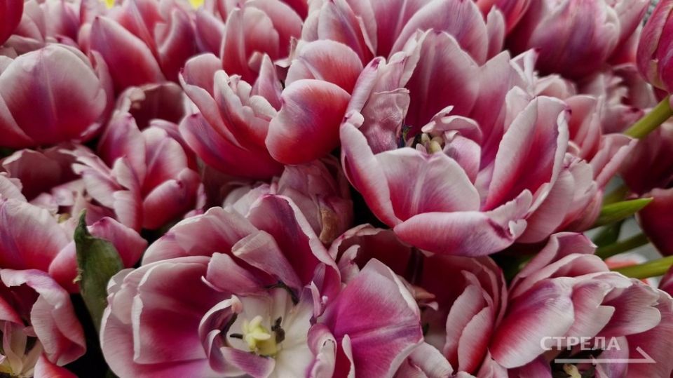 В преддверии Международного женского дня мошенники начали создавать поддельные сайты, которые копируют цветочные магазины, с целью обмана жителей Брянской области