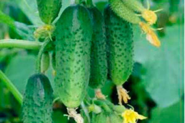 ������ ������: ��������� ����� ��� ������� ������