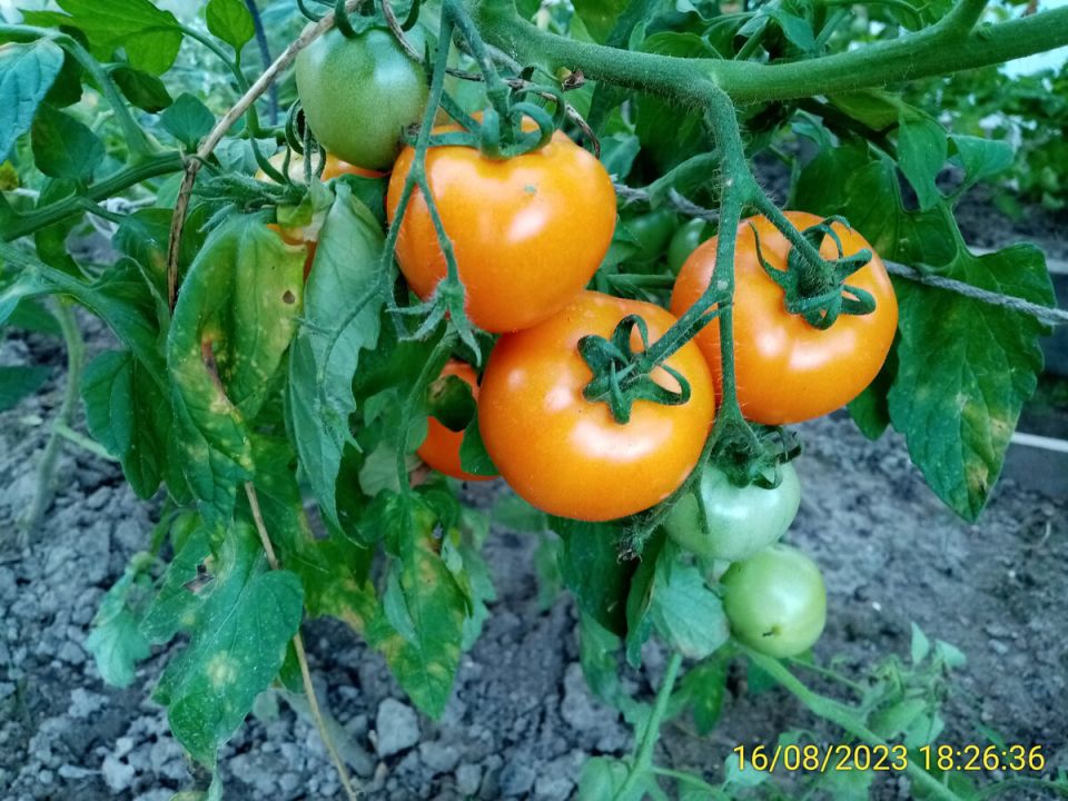 ����������� ��������: ����� ��������� ������������