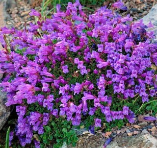 ��������� ��� ��� ��������: ���������, ������� ������ �� ����������