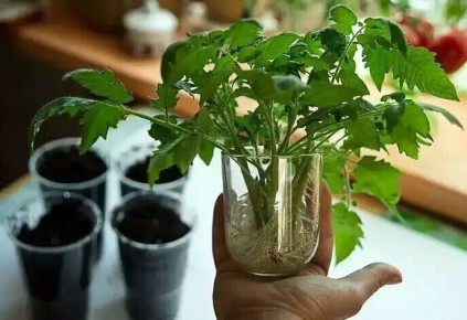 ��� ����������� ����� �������� ���� �������: ��� ���������������� ������