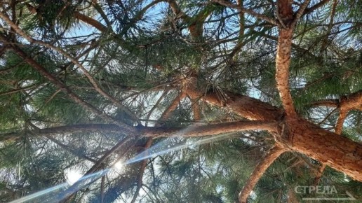 ������, 7 �����, � �������� ������� ��������� �������� � ������������ ������