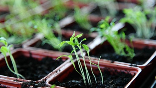 ������ � ����������: ��� ������� ������ ������ �� ���� �������