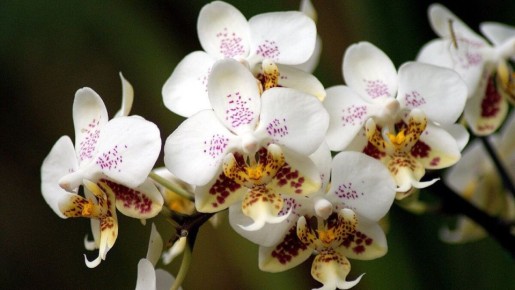 ������ ������ ������� �������: �������� ������� � �������