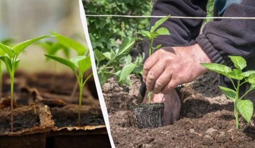 ������ ��������� ��� �����: ������ � �������� �� �������