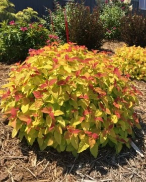 ����������� ������������ ����������, ������� ���������� ��� ���