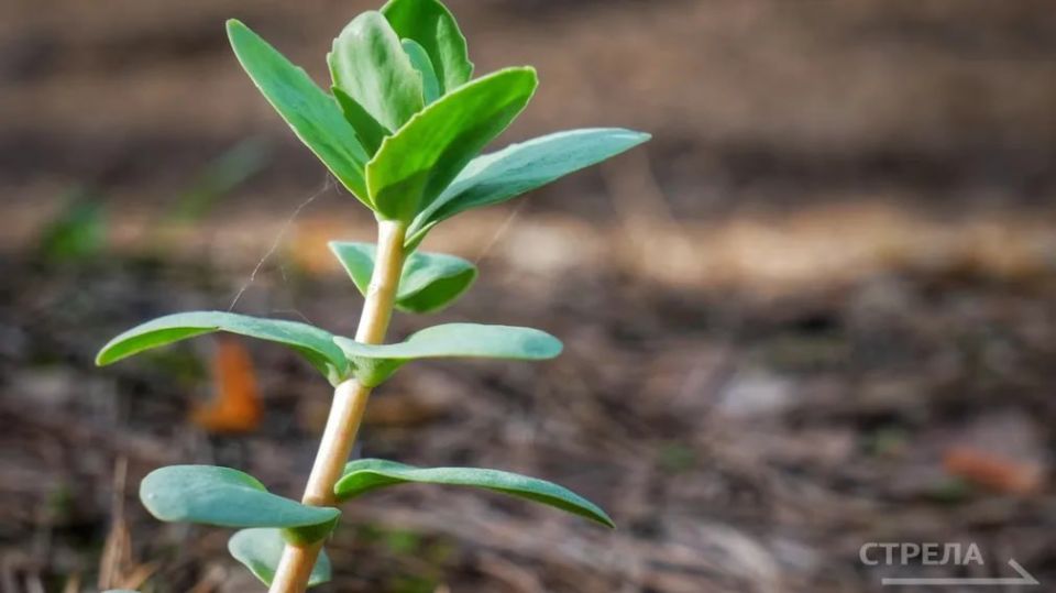 � �������� ������� ������, 10 �����, ��������� �� 15 ��������