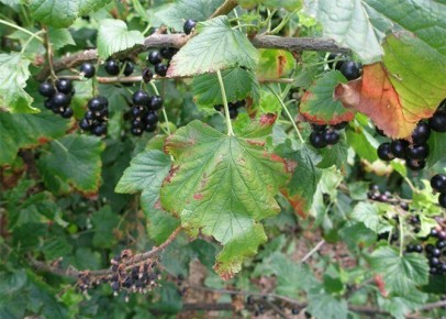 Как спасти черную смородину от засыхания: проблемы и решения