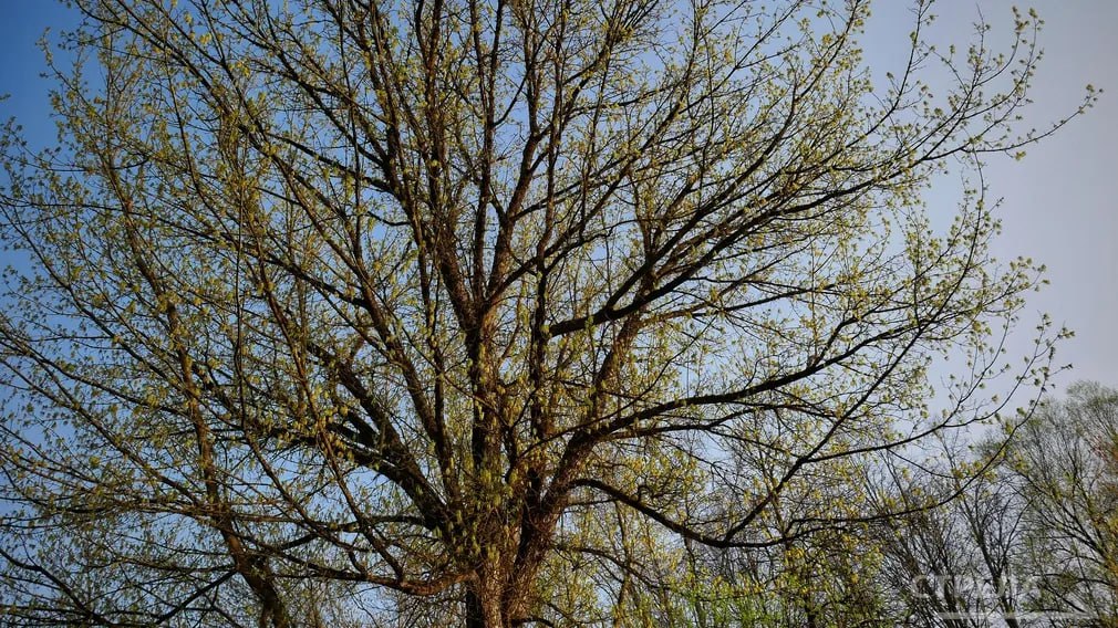 Брянцев в понедельник ожидает 12-градусное тепло