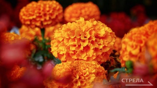 В «Зелёном хозяйстве» дорожного управления города Брянска запланировано вырастить более 300 000 цветов