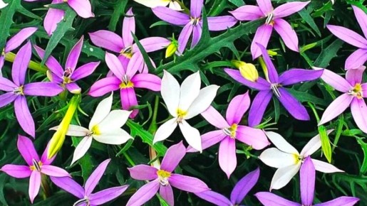 �������������� �������� ���������: ��� ��������� ������� �������