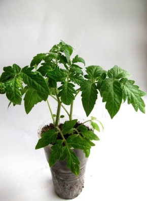 Как вырастить крепкую рассаду томатов без пикировки: эффективный метод с двумя растениями в одном стакане