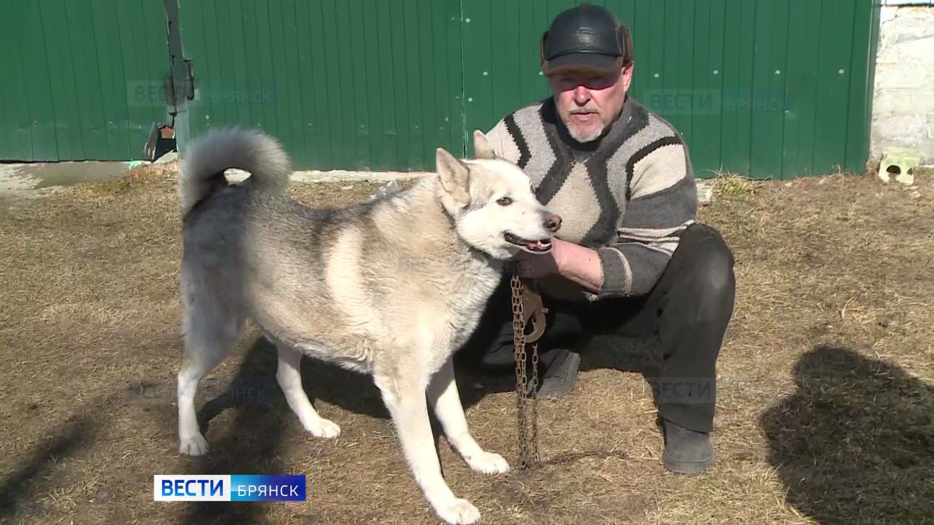В Брянске планируют провакцинировать от бешенства шесть тысяч животных