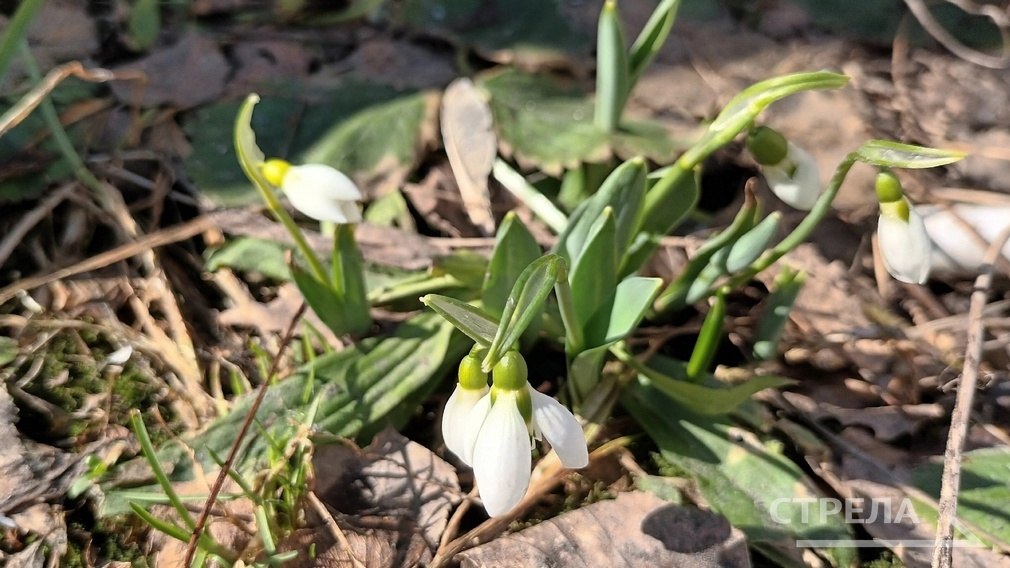 Завтра, 21 марта, на территории Брянской области прогнозируется переменная облачность