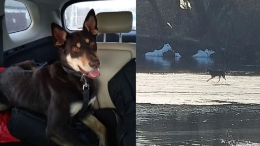 ������ � ����, ��������� �� ������, ������ �����������: ����������� ������� ��� ����