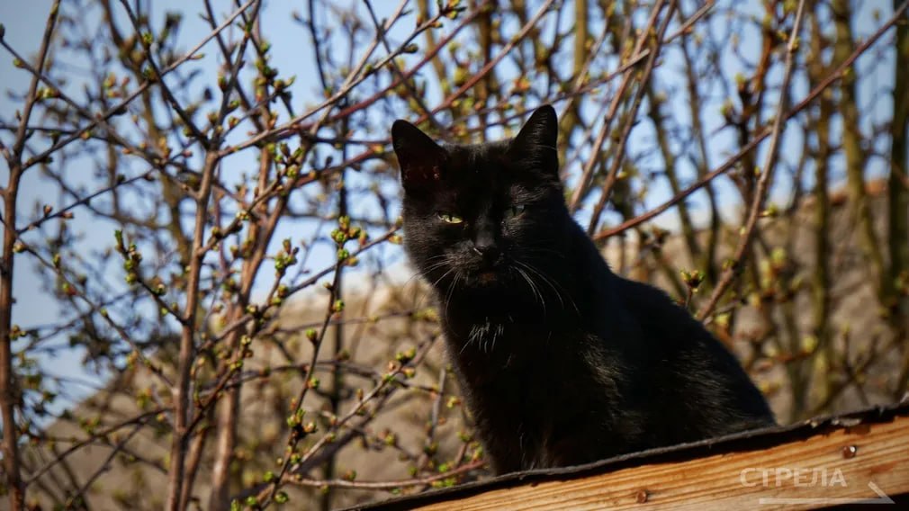 Завтра, 31 марта, на территории Брянской области будет облачно с прояснениями