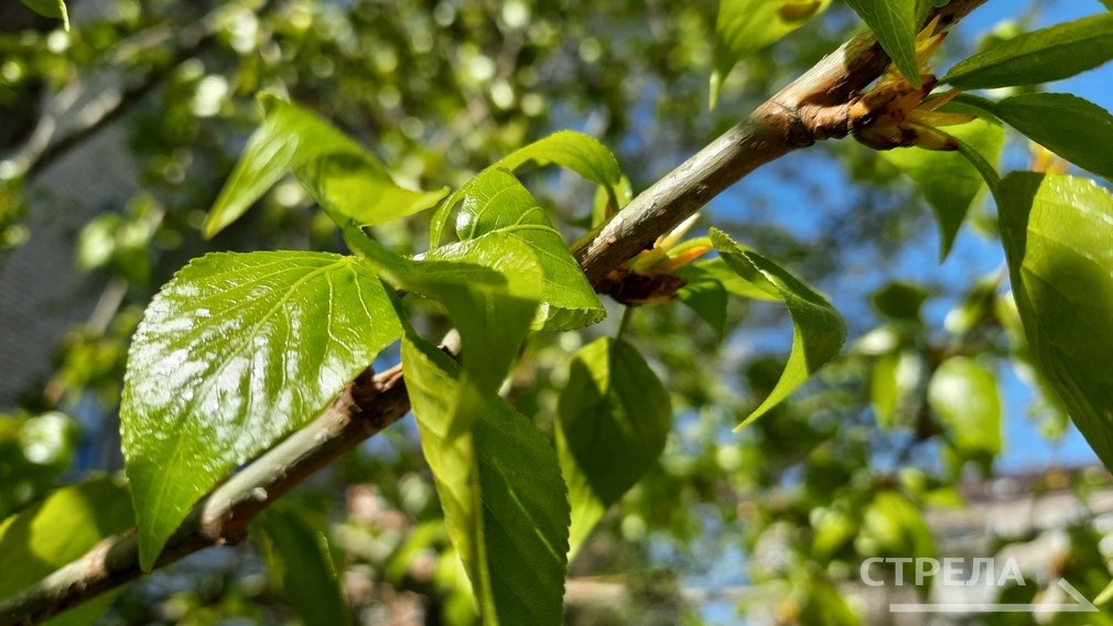 В прошлом году в областном центре проходила акция «Брянск зелёный»