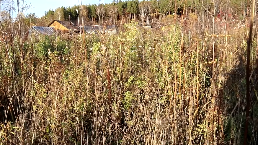 Как избавиться от агрессивных растений и сохранить участок навсегда