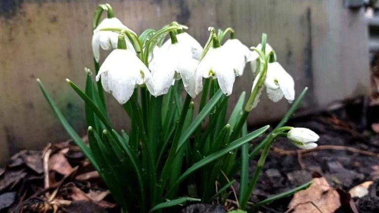 � �������� ������������ ���� ������������ ����������