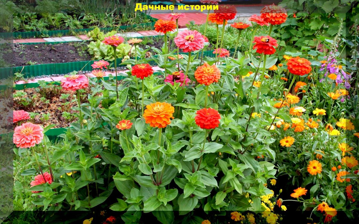 Уникальные советы по уходу за циннией: от посадки до размножения