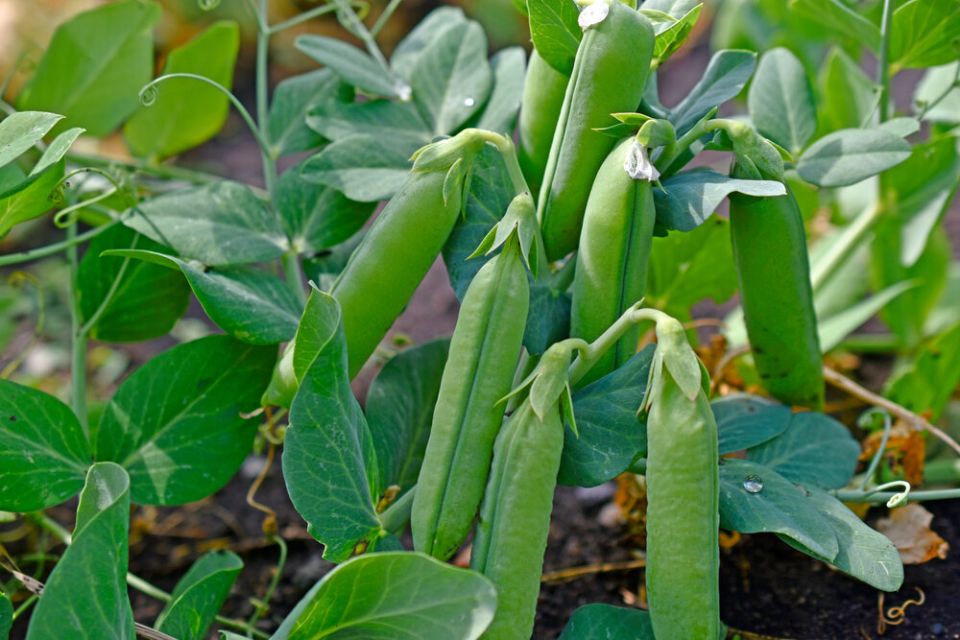 ������� ��������� ����������� �������� ������: ������ �� ������� � �����