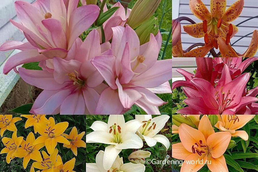 ����� �� ����: ��� ����� �����