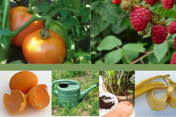 ������������ ������� ������������ ��������� ��� ������ ����