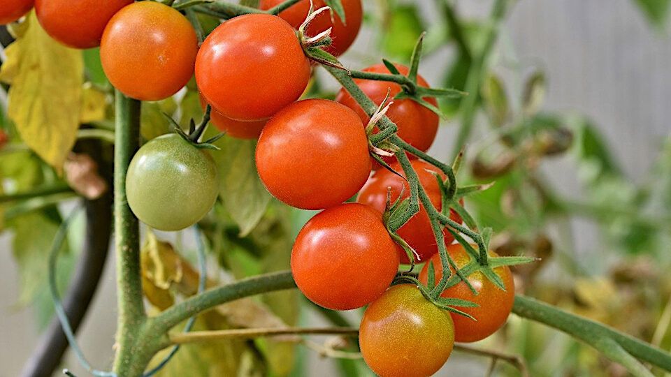 ���� �� ���������� � �������: ������� ��� �������� ������