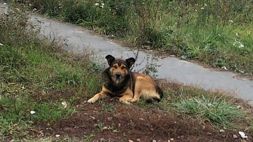 �������� ������ "��������" 20 ����� ������ �� ������� ������