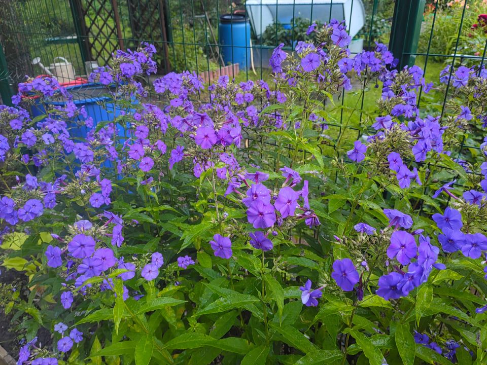 ����� ���������� ���