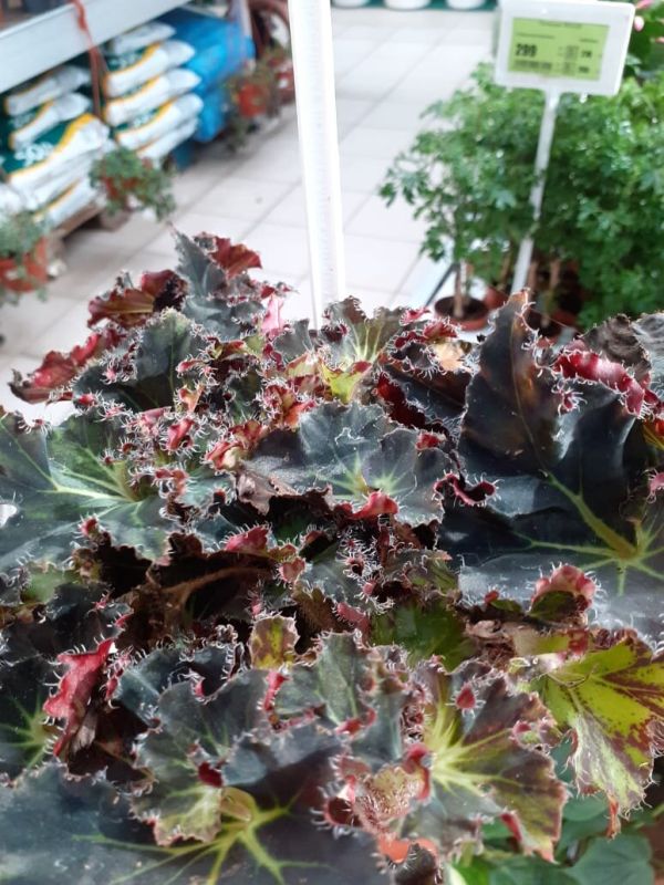 ���������� � ��� ��������� ��������: ������� �� ��������