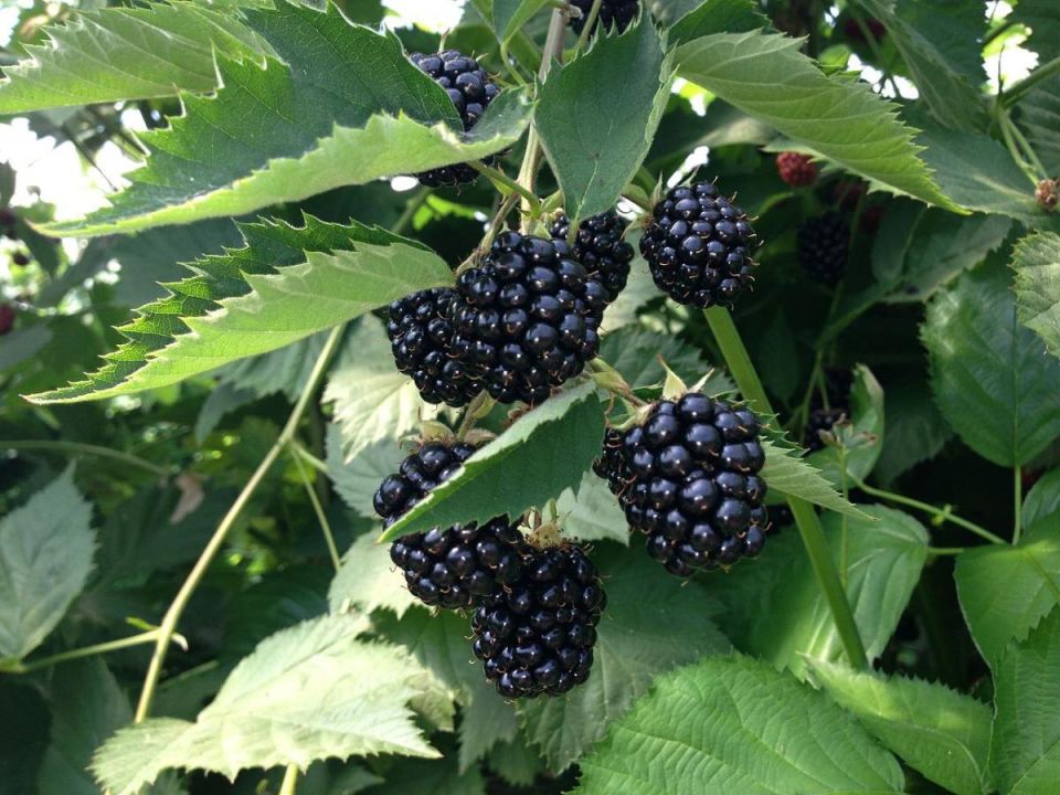 ������� � ���������: ��� �� ���������� � ������� ������������ �������