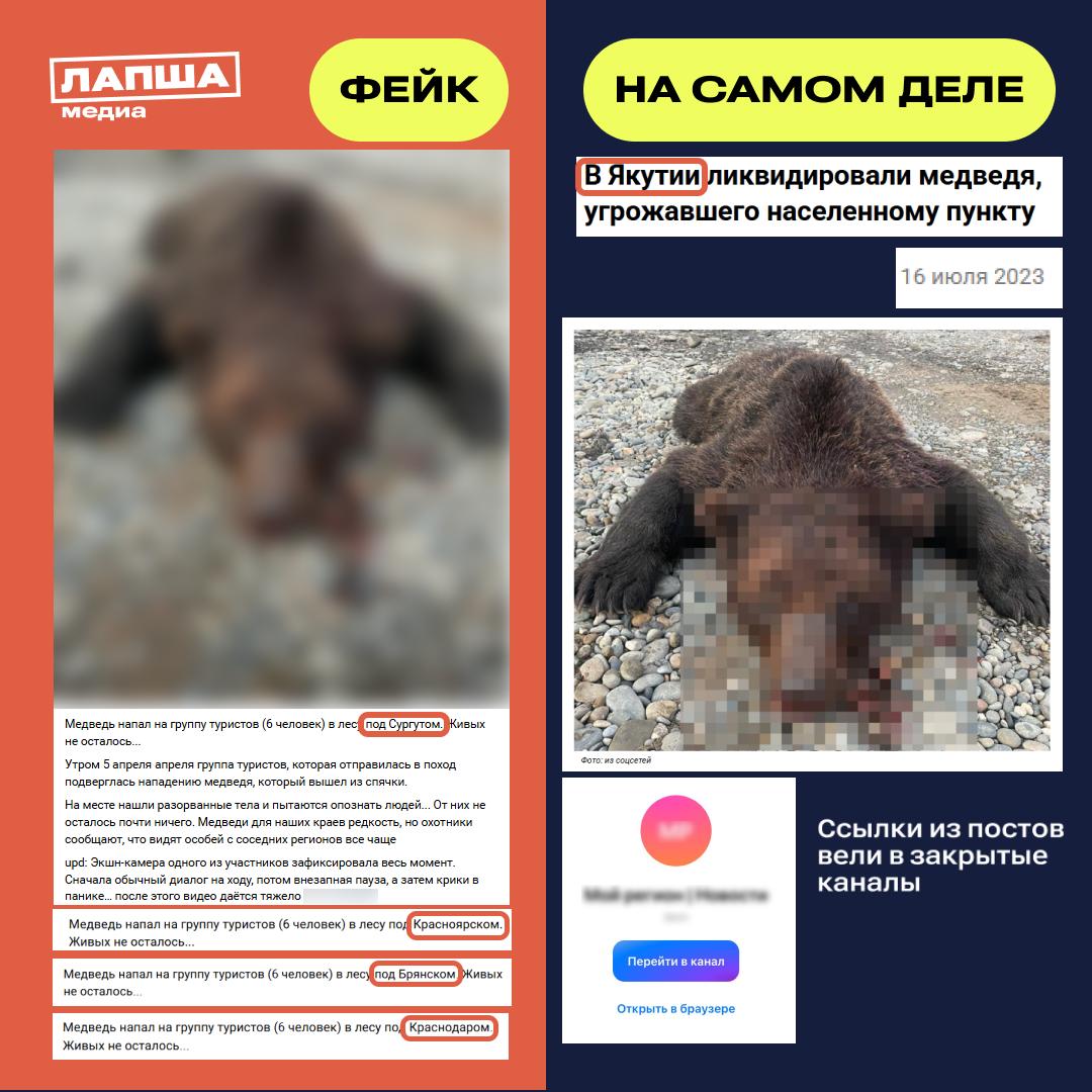 В региональных пабликах расходится леденящая душу история: медведь напал на группу из шести туристов