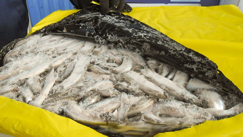 ����� �������� ������� �������� �������� 11 ���� ���� ��� ����� ������� �������