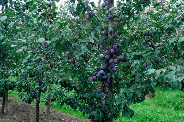 Слива фиолетовая – настоящий жемчужина для садоводов