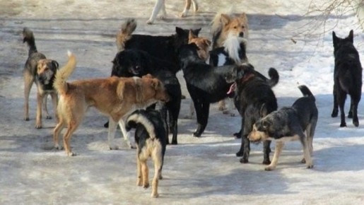 ��� ������ ��������� ������� 80 ���