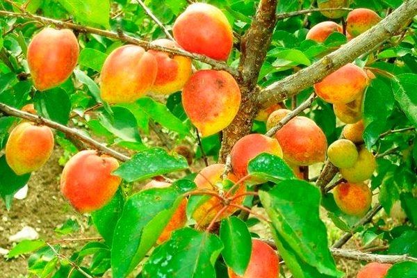 ������������ ������� ��������: ��� ��������� ������� ������ ���� � ������� �������