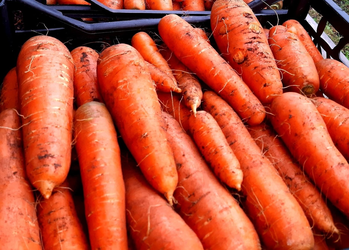 Как правильно подготовить грядку под морковь: советы для успешного урожая