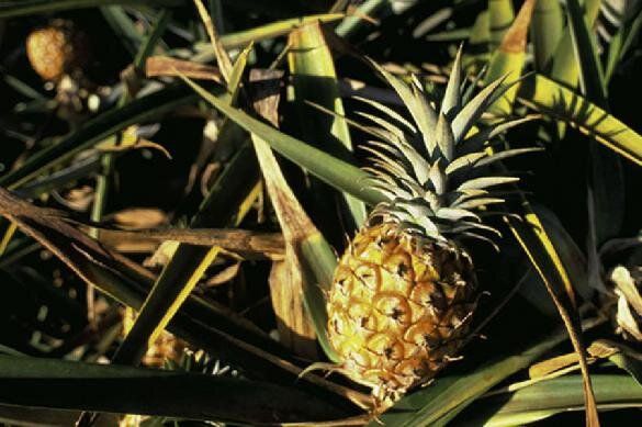 ��� ��������� ������ ����: ������ ��� ��������� ��������