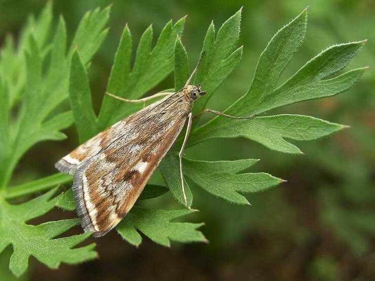 ����������� ����������� ��������� �������� ��������: ��� �������� ���� ���