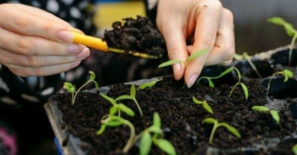 ��������� ����� ��� �������: ��� ����� �����