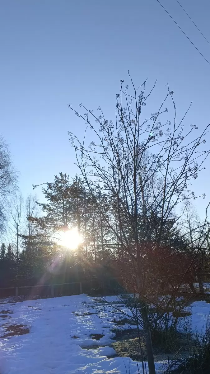 Тишина лесного посёлка: третий месяц в родном доме