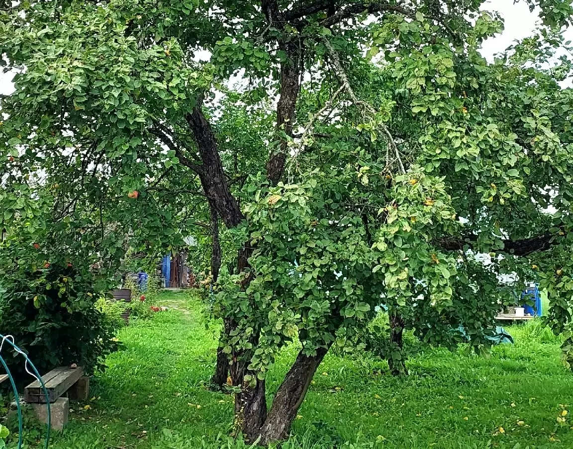 Как защитить старые яблони и груши от болезней в сентябре