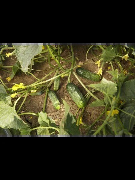 ������ �����: ��������� ������� ��� ������ �������