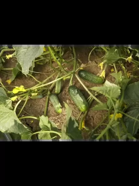 Огурец Саунд: идеальный партнер для вашего огорода