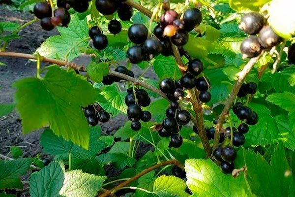 ��������� ��������: ��� ��������� ������� � ������� ����� ��� �������