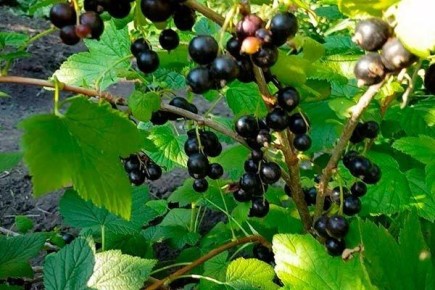 Смородина Тамерлан: как вырастить вкусные и большие ягоды без проблем