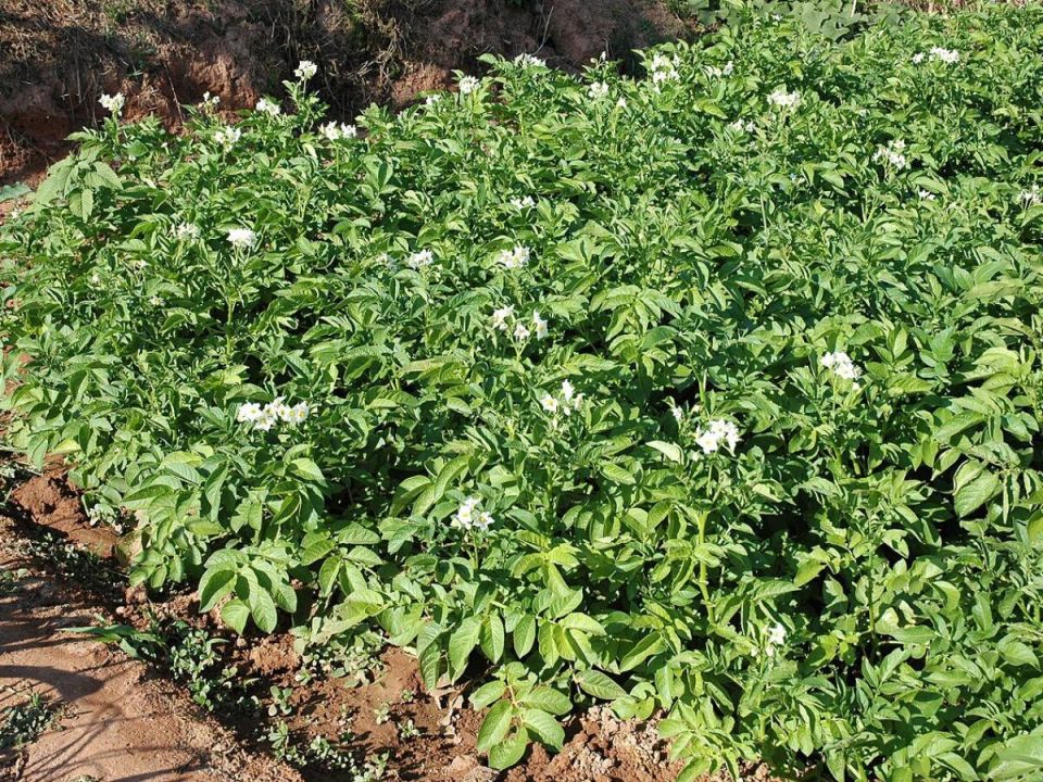 ��������� ������ ����� �� ���������: ������� ��� ������ ������ ���� �� ������� �����